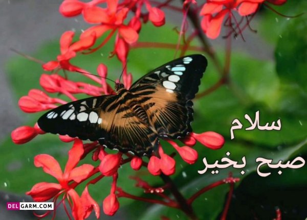  عکس صبح بخیر انگیزشی بدون متن