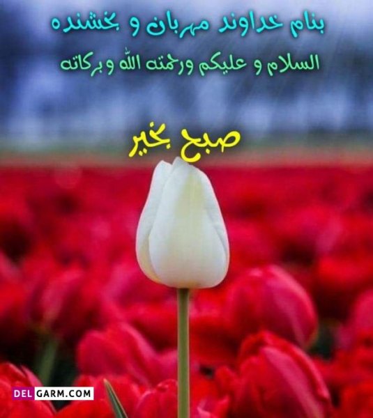  عکس برای صبح بخیر استوری بدون متن