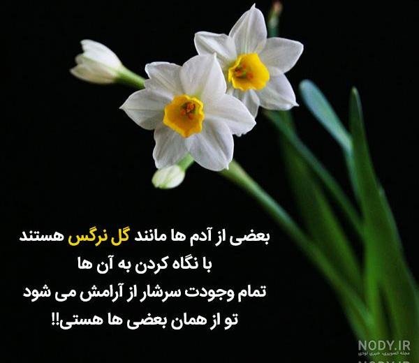 عکس سلام صبح بخیر با گل نرگس