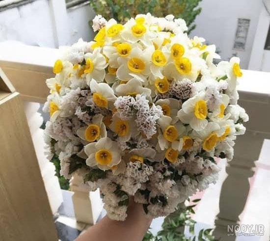  عکس سلام صبح بخیر با گل نرگس