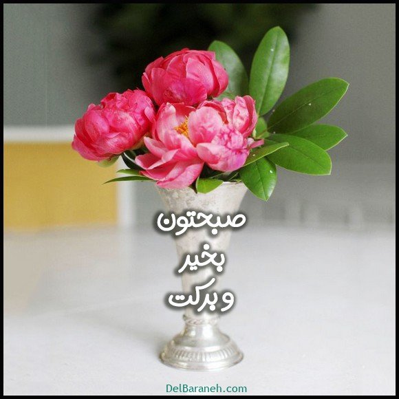  عکس سلام صبح بخیر با گل محمدی