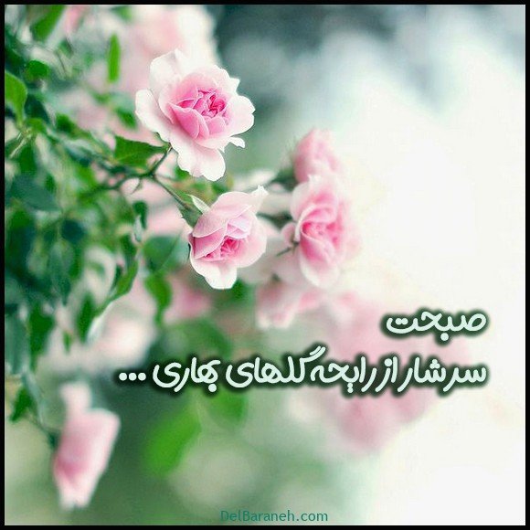  عکس سلام صبح بخیر با گل محمدی