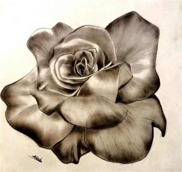  عکس گل نقاشی