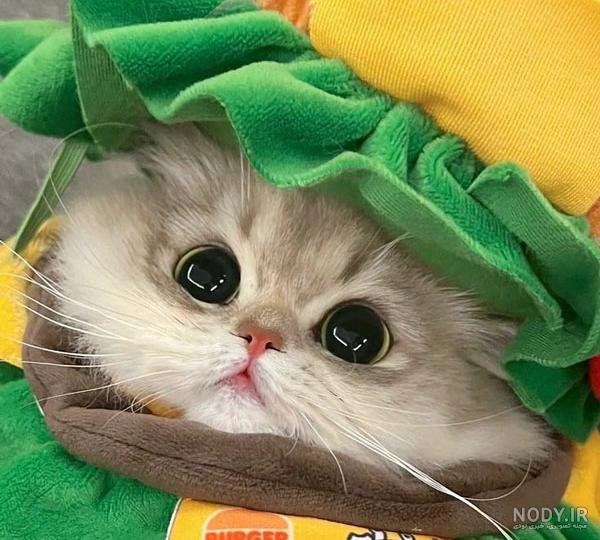 عکس گربه گوگولی واقعی