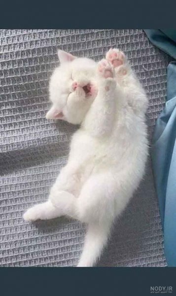  عکس گربه گوگولی واقعی
