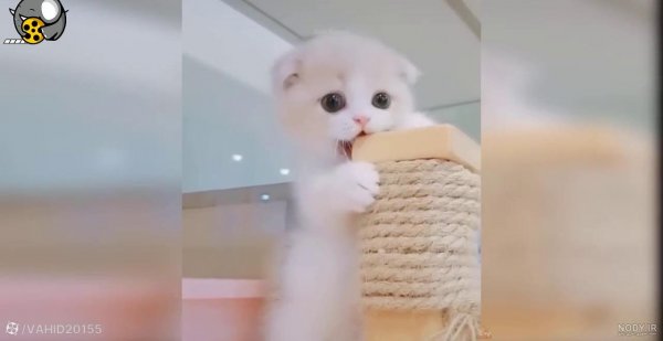  عکس گربه گوگولی واقعی