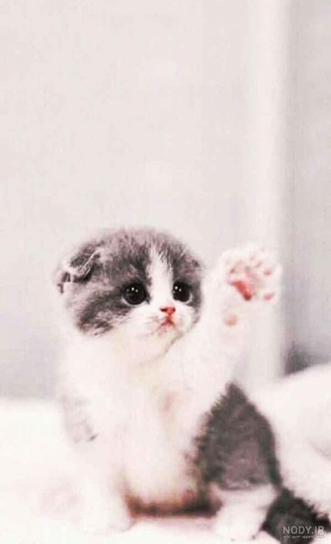  عکس گربه گوگولی واقعی