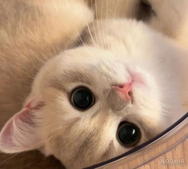  عکس گربه گوگولی واقعی