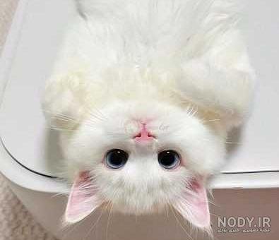  عکس گربه گوگولی واقعی