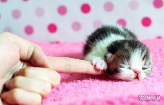  عکس گربه گوگولی واقعی