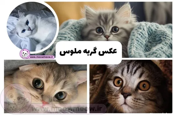  30 عکس گربه واقعی