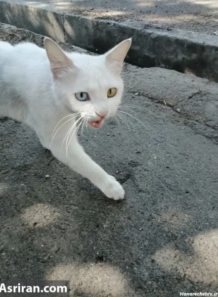  30 عکس گربه واقعی
