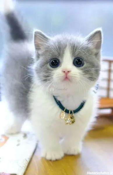  30 عکس گربه واقعی