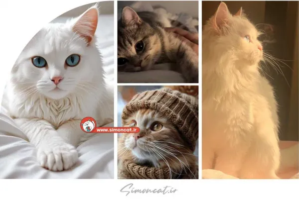  30 عکس گربه واقعی
