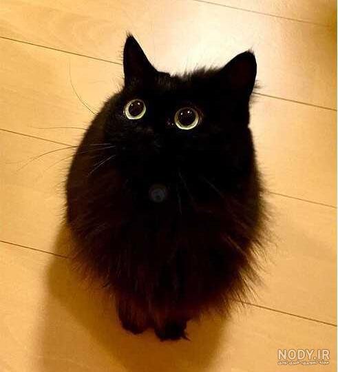  عکس گربه واقعی سیاه
