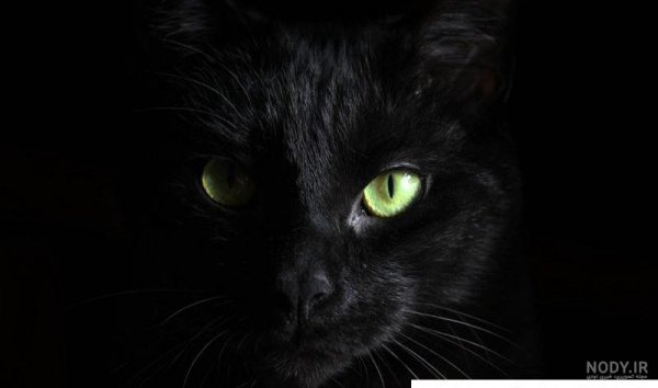  عکس گربه واقعی سیاه