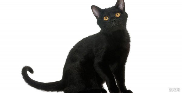  عکس گربه واقعی سیاه