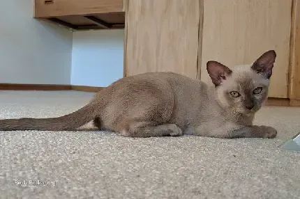  عکس گربه سیاه خفن