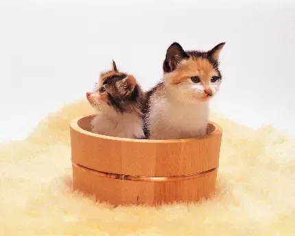  عکس گربه سیاه خفن