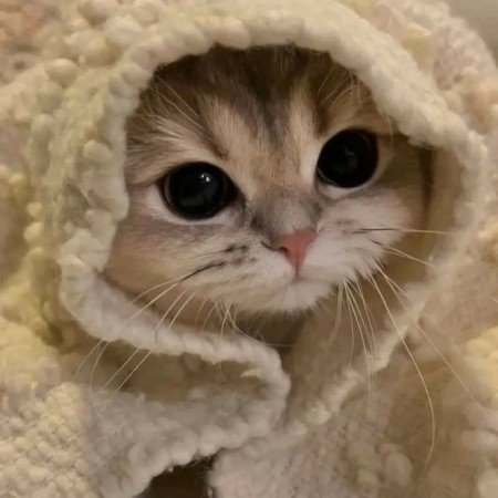  عکس گربه برای پروفایل خفن