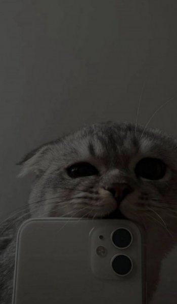  عکس گربه برای پروفایل خفن