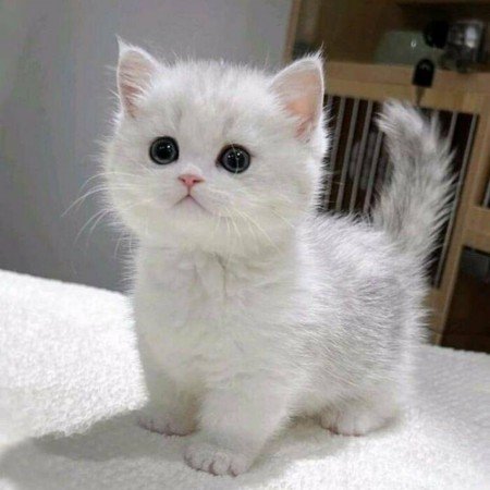  عکس گربه برای پروفایل خفن