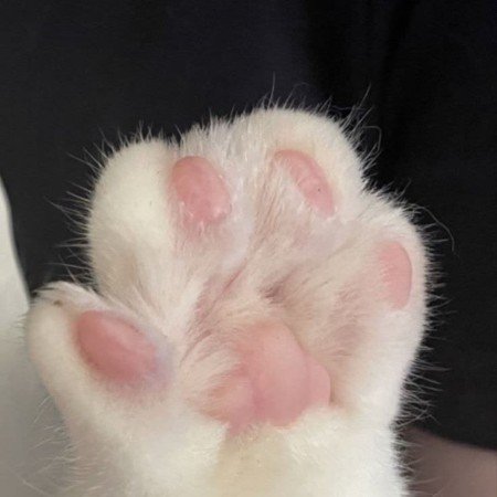  عکس گربه برای پروفایل خفن