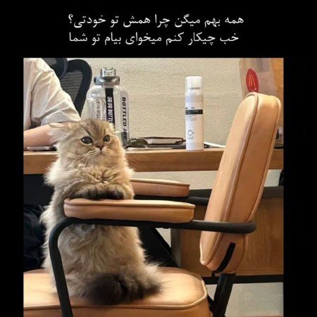  عکس گربه برای پروفایل خفن