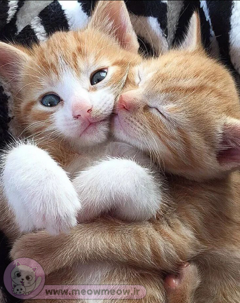 عکس گربه عاشقانه برای پروفایل