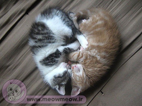  عکس گربه عاشقانه برای پروفایل