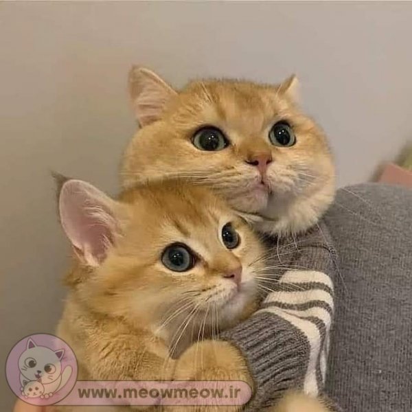  عکس گربه عاشقانه برای پروفایل