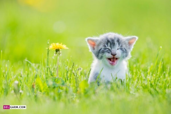  38 عکس گربه دوتایی برای پروفایل