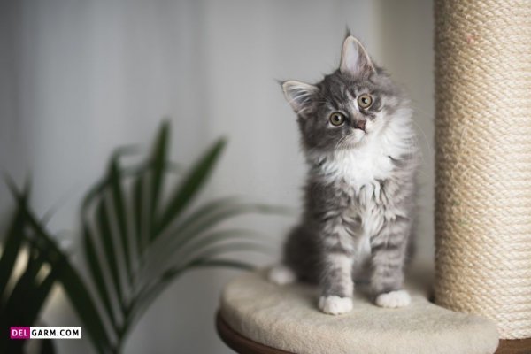  38 عکس گربه دوتایی برای پروفایل