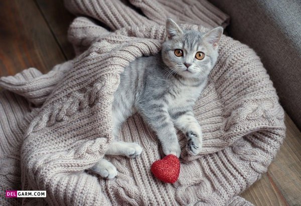  38 عکس گربه دوتایی برای پروفایل