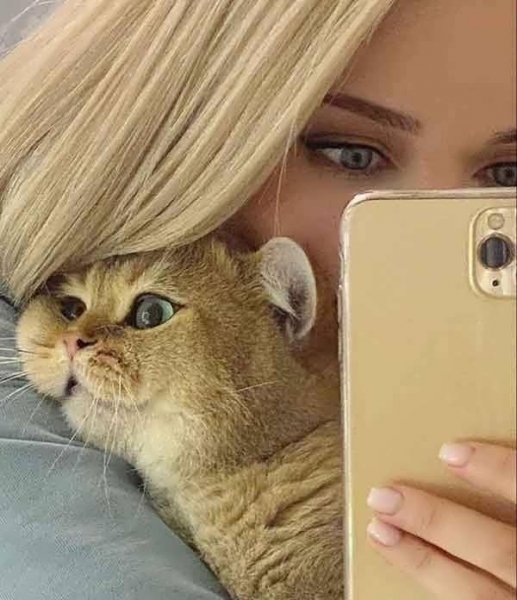  50 عکس پروفایل گربه و دختر