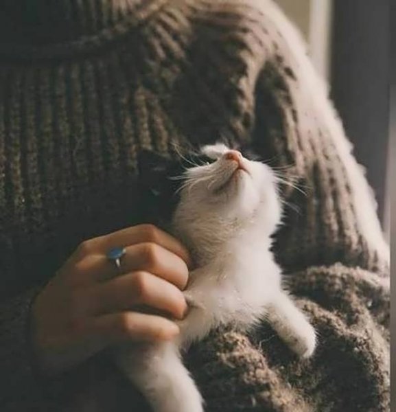  عکس پروفایل گربه و دختر غمگین