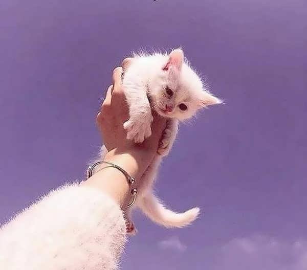  عکس پروفایل گربه و دختر غمگین