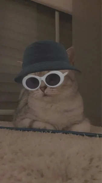 عکس گربه دوتایی برای پروفایل