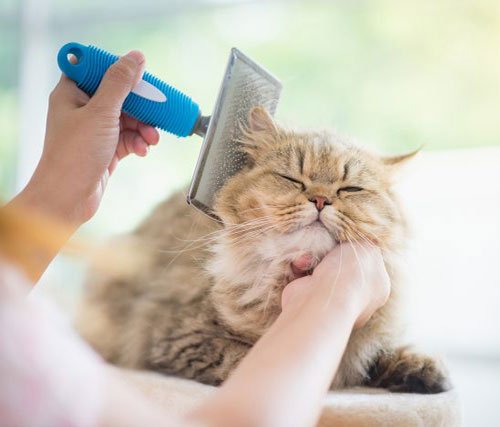 عکس گربه خانگی ایرانی