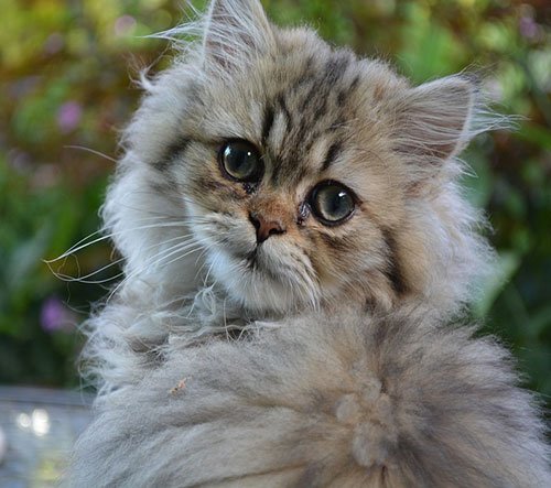  عکس گربه خانگی ایرانی