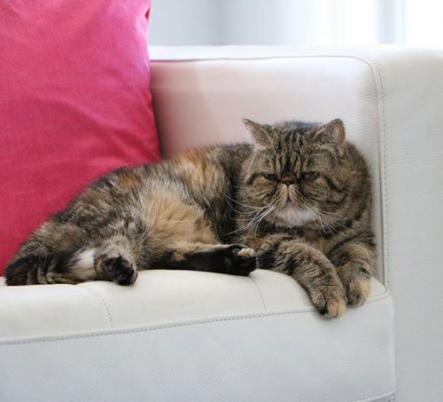  عکس گربه خانگی ایرانی