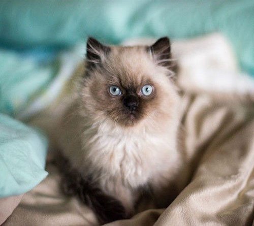  عکس گربه خانگی ایرانی