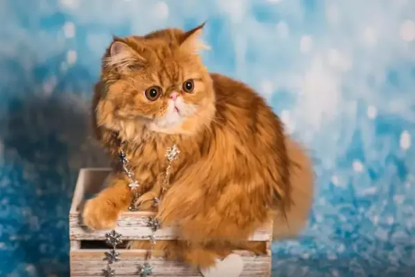 عکس گربه پرشین گارفیلدی