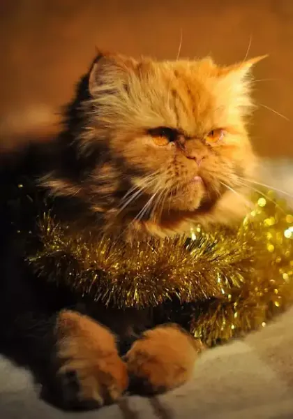  عکس گربه پرشین گارفیلدی