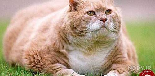 عکس گربه گارفیلد واقعی