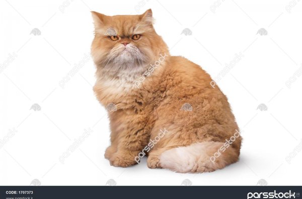  عکس گربه گارفیلد واقعی