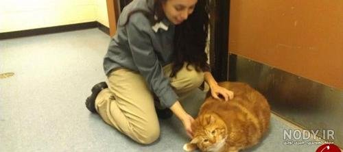  عکس گربه گارفیلد واقعی