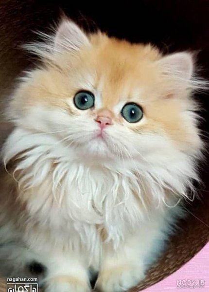  عکس گربه گارفیلد واقعی