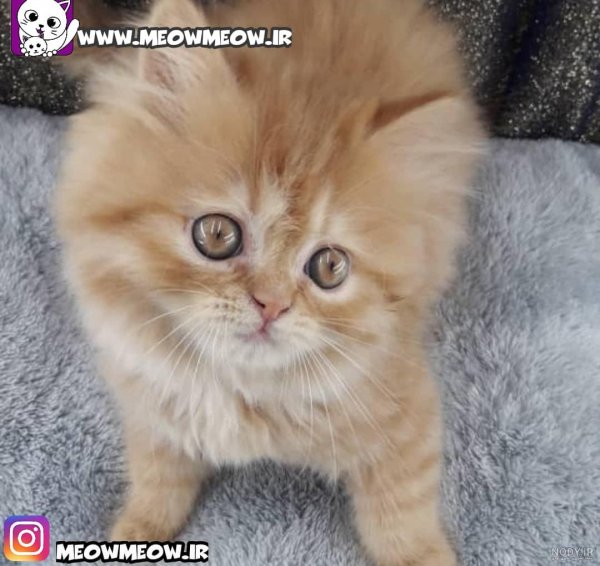  عکس گربه گارفیلد واقعی