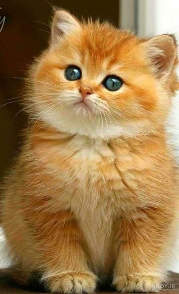  عکس گربه گارفیلد واقعی